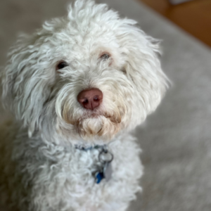 Psychotherapie-Hund Coaching Königstein