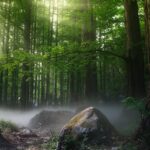 trees on forest at daytime