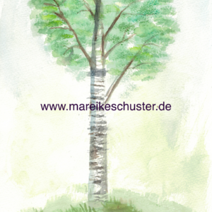 Birke (Kunstdruck)