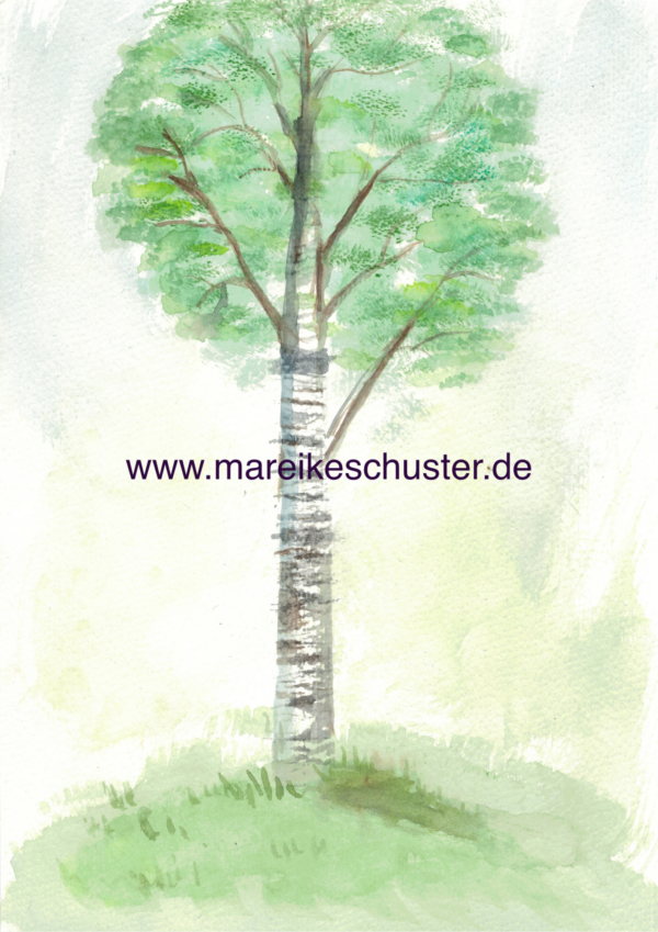 Birke (Kunstdruck)